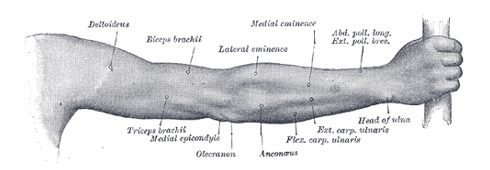 Fig.1 - De menselijke spieren van de arm zoals verbeeld door Henry Gray