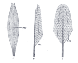 Fig 2. De architectuur van spieren uitgebeeld door Henry Grey