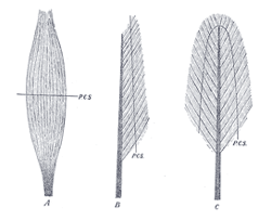 grays_muscle Fig 2. De architectuur van spieren uitgebeeld door Henry Grey
